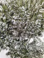 IMG_20210117_105524_1.jpg