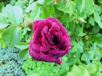 DSCF5170 (2).webp DSCF5170 (2).webp