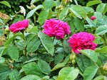 DSCF5173 (2).JPG
