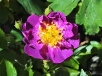 veilcheblau.webp veilcheblau.webp