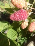 IMG_20220610_102837.jpg