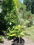 IMG_20220611_135428.jpg