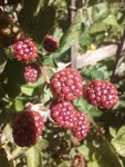IMG_20220610_102656.jpg