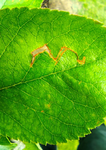 05 Braunes Blatt mit Loch.png