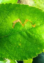 05 Braunes Blatt mit Loch.webp
