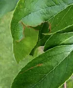 04 Rissige Blätter mit braunem Rand.webp