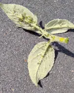 02 Pilzartiges Geflecht unter frischerem Trieb.webp