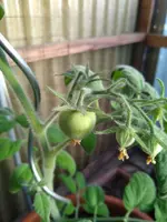 IMG_20220609_204116122.webp