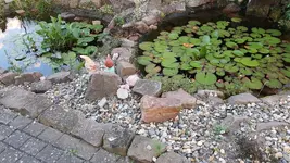 2022-06-11 Teichleuchte _210753.webp