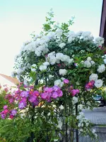 veilchenblau u. climbing schneewittchen.webp veilchenblau u. climbing schneewittchen.webp