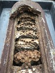 Nistkasten_Hornissen-Nest_02.jpg