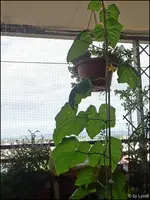 c012.webp