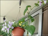 c013.webp