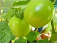 c015.webp