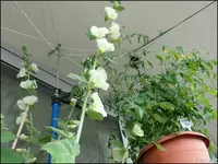 c016.webp