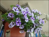 c019.webp