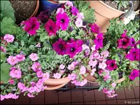 c020.webp