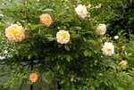 IMG_20220611_101801.jpg