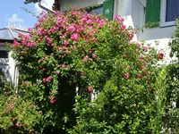 DSC02453.webp
