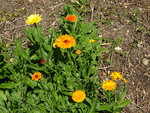 DSC02460.JPG