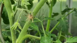 2022-06-12 Tomaten keine Früchte 03.webp