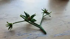 2022-06-12 Tomaten keine Früchte 05.webp