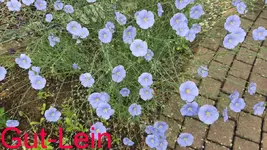 Gut-Lein.webp