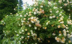 P1350221 (3).webp