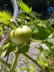 IMG_20220614_130523.jpg
