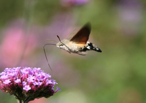 Taubenschwänzchen0217.webp