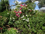 DSC02457.JPG