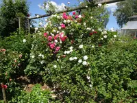 DSC02457.JPG