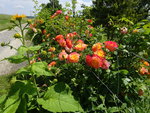 DSC02473.JPG