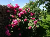 DSC02451.JPG