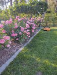 IMG_20220615_183756809.jpg