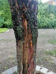 IMG_20220615_194120.jpg