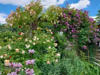 Kletterrosen c.webp Kletterrosen c.webp