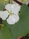 IMG_20220616_085942.jpg