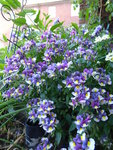 P1080619Blumenkasten.JPG