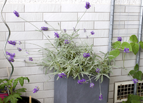 lavendel.webp