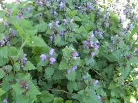 BILD2079.webp