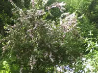 BILD2137.webp