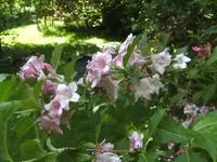 BILD2141.webp