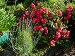 DSC02485.JPG