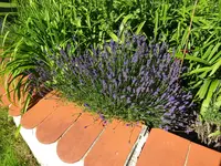 DSC02487.JPG