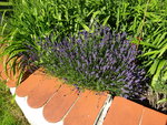 DSC02487.JPG