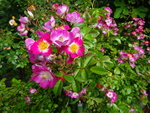 DSC02490.JPG