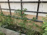 IMG_1068(1).webp
