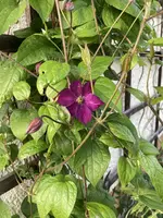 IMG_1063(1).webp