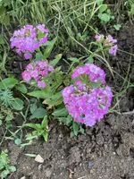 IMG_1059(1).webp